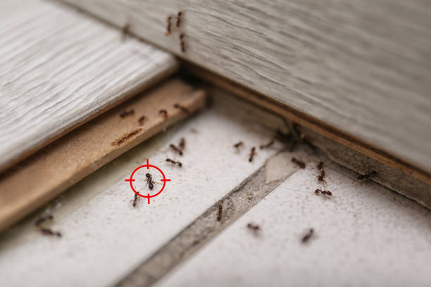 Pest Prevention Services in Paintsville, KY