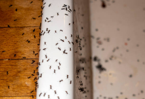 Best Mosquito Control Services  in Paintsville, KY