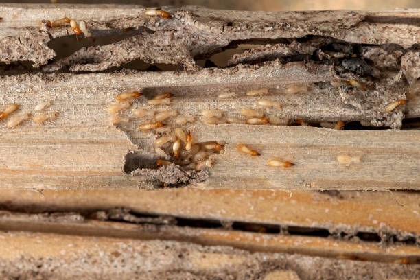 Best Wildlife Control Services  in Paintsville, KY